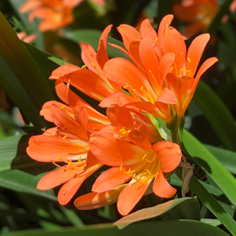 Classic orange clivia flowers