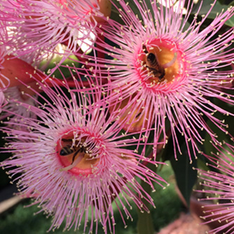 Gum tree flowers are irresistable to bees