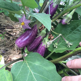 Small finger variety eggplants produce lots of smaller fruits so you can harvest more frequently compared to the large fruit types.