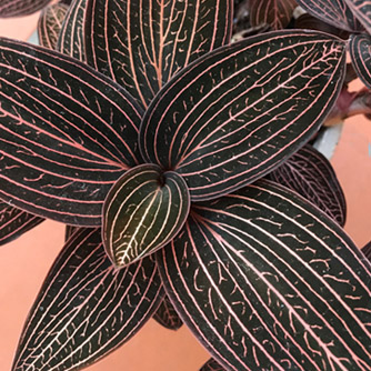 Dramatic foliage of Ludisia discolor