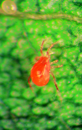 Adult Pete (persimilis mite)