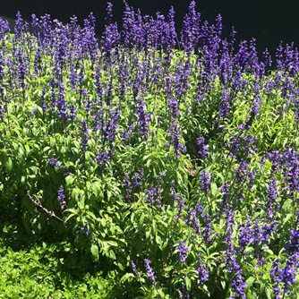 The purple annual Salvia farinacea