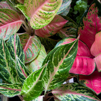 Chinese greens, or aglaonemas, come in a range of leaf patterns and colours