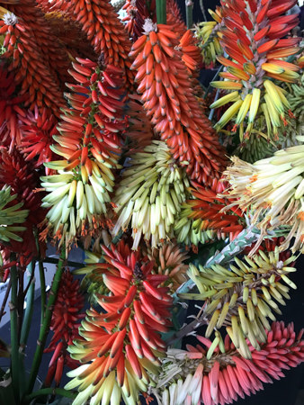 Aloe flower spikes by Aloe-Aloe Horticulture