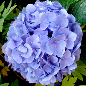 Blue hydrangea flowers occur when plants grow in acidic soils
