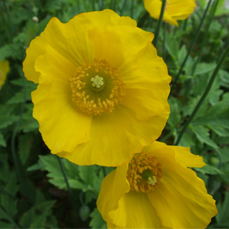 Welsh poppies can also be tricky in our climate