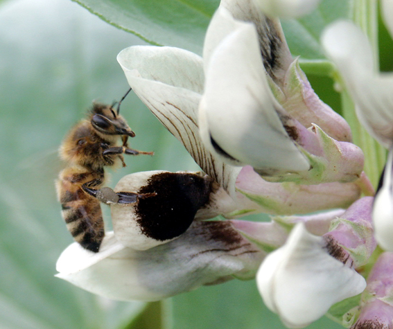 Bee pollinating broad bean flowers
