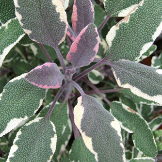 Sage 'Tricolour' with variegated leaves