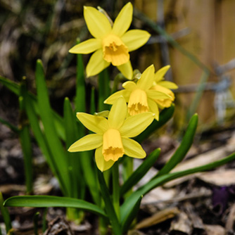 Irresistible miniature daffodils