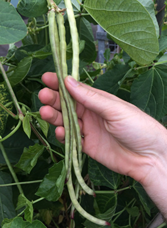 Long snake beans