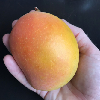 Ripe 'Kensington Pride' mango