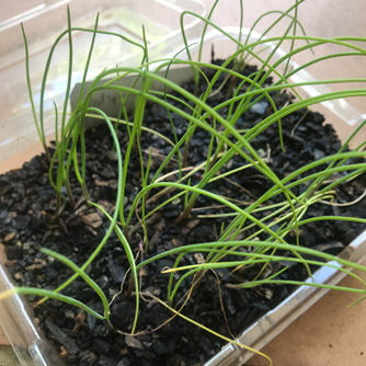 Spring onion seedlings ready to be planted out