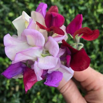 A posey of sweet peas make great cut flowers