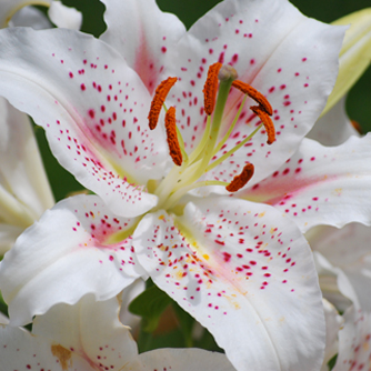 White oriental lilium