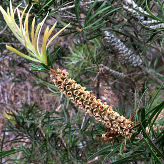 Prune off finished flower spikes to encourage compact growth