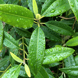 The aromatic lemon myrtle foliage