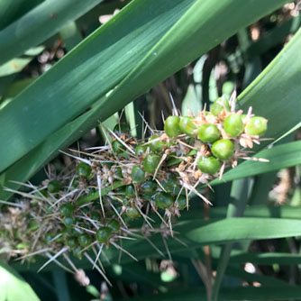 Ripening lomandra seed head