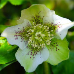 Hellebores