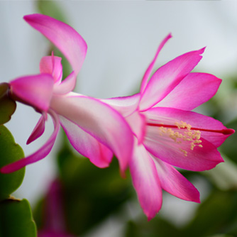 Stunning pink and white zygocactus flower