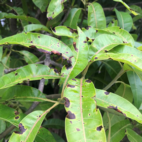 Anthracnose on mango leaves