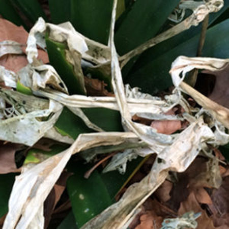 Dead clivea foliage after a lily caterpillar attack