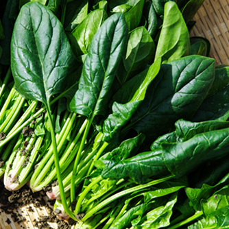 Freshly harvested spinach