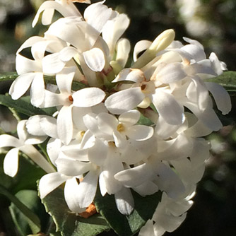 Osmanthus delavayi flowers