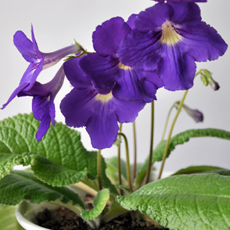 Streptocarpus "Bright Eyes"