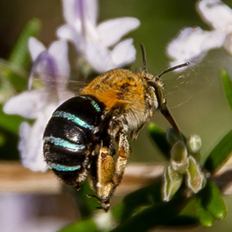 The striking blue banded bee is a solitary bee