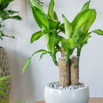 Surely every home needs a beautiful happy plant like this?