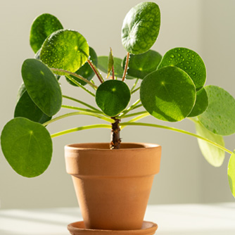 The popular Chinese money plant (Pilea peperomioides)