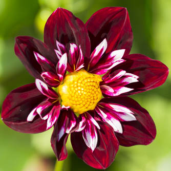 Fancy collarette dahlia