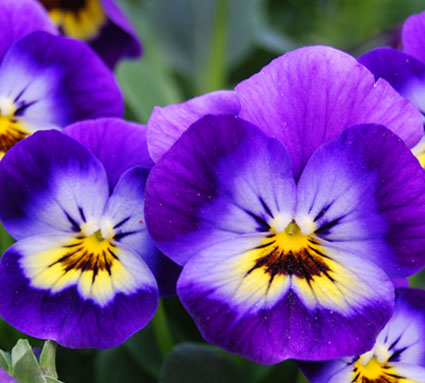 How to Grow Pansies and Violas Eco Organic Garden