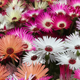 Livingstone daisies always look best when mass planted