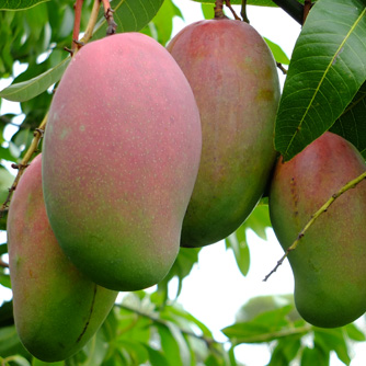 'Valencia Pride' mango