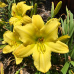 Daylilies