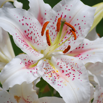 The elegant white oriental lily