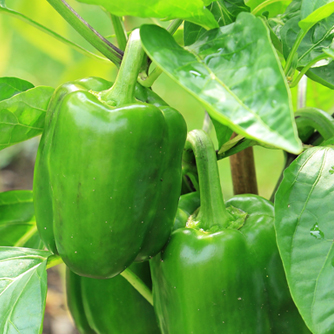 Bell capsicums can be picked when green for a sharper flavour