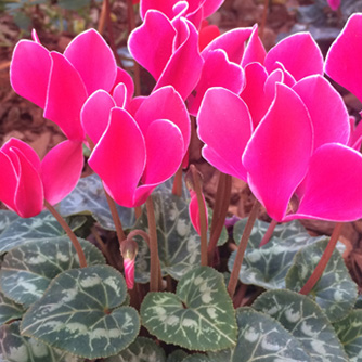 Both the cyclamen flowers and leaves are eye catching!