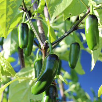 Green chillies can still pack a punch!