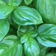 Basil