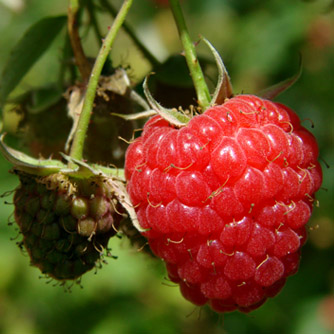 Ripening raspberries