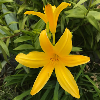 Even the simple old-fashioned daylily varieties are stunning