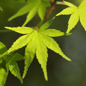 Many Japanese maples produce lovely lime green foliage in spring