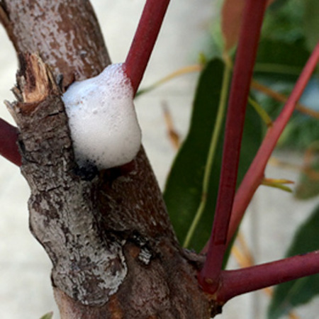 Spittle bugs on a gum tree