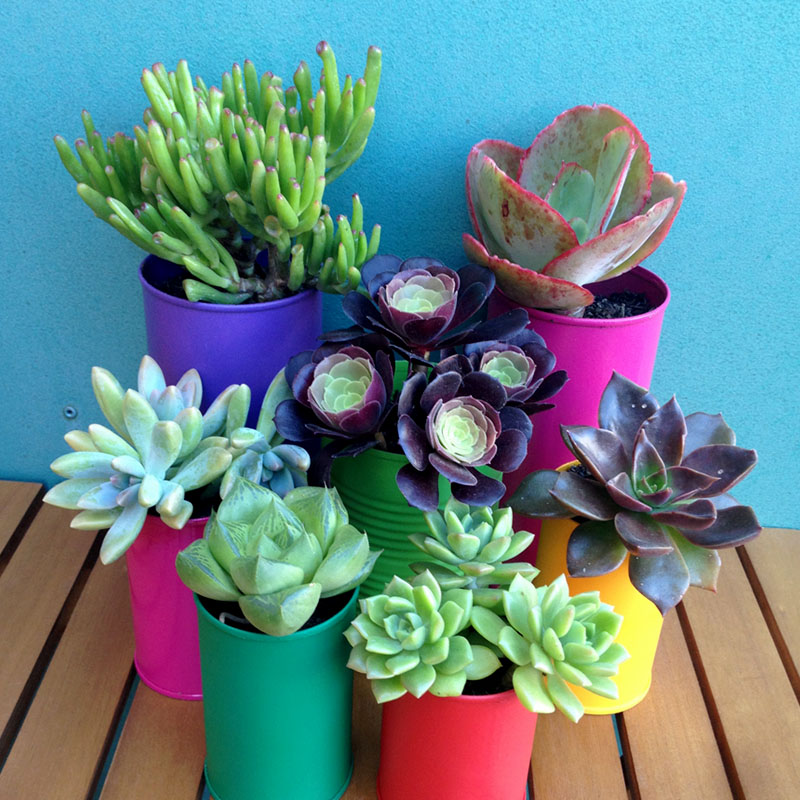 Colourful recycled tin cans with succulents