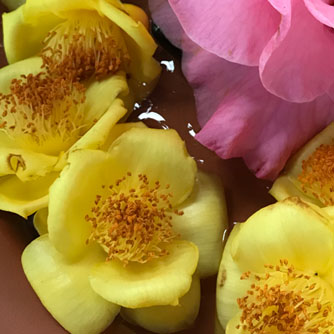 Yellow blooms from the rarely seen Camellia nitidissima