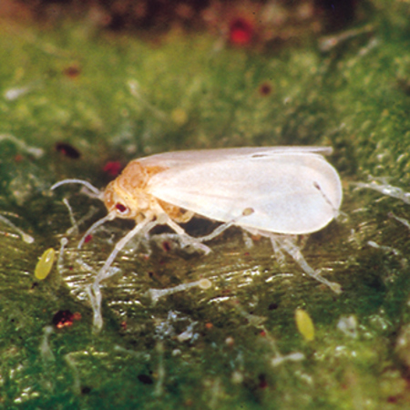 Adult whitefly with pale yellow eggs
