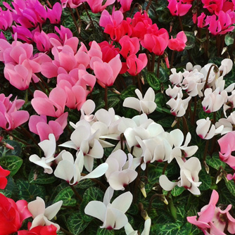 Cyclamens are available in a mix of vibrant colours