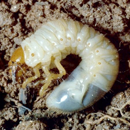 Curl grub larvae